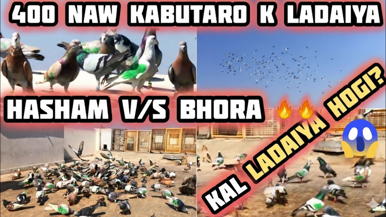Hasham 29 kabuter kam | Bhora 44 kabutar kam | 400 🆕 kabutaro k Ladaiyan | kal ladaiya ka pahla din?