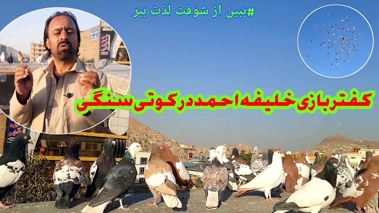 کفتر بازی خلیفه احمد در کوته سنگی Afghan pigeons Kabul