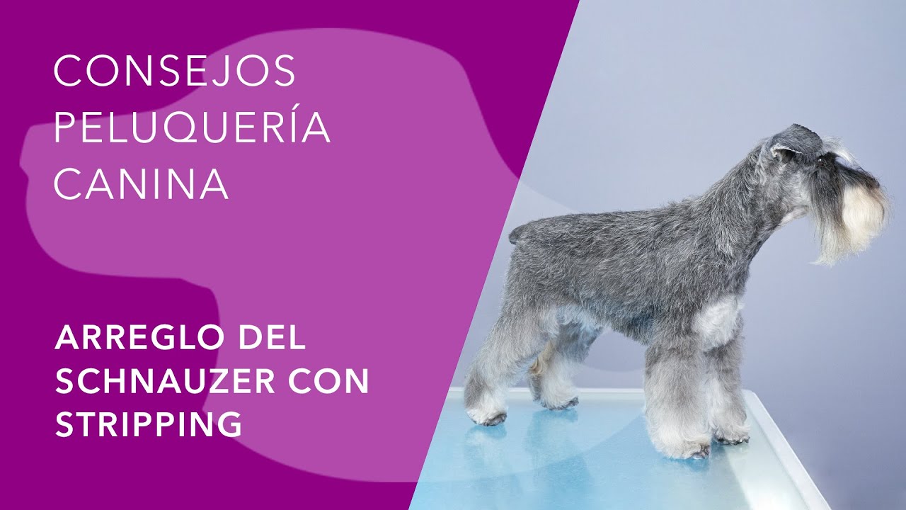 ARREGLO DEL SCHNAUZER CON STRIPPING