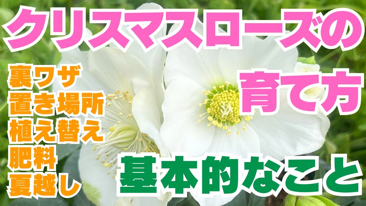 クリスマスローズの育て方　冬購入から夏越しまで網羅！　置き場所・植え替え・肥料・夏越し