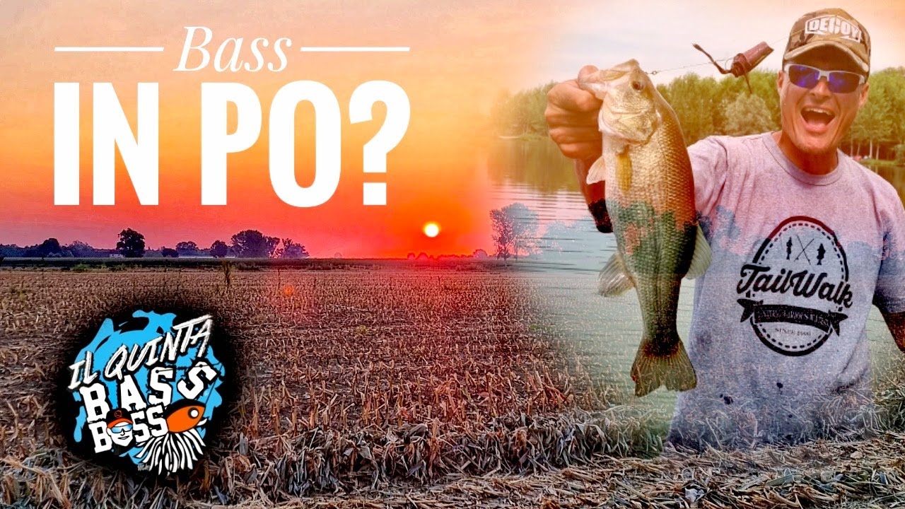 PESCA AL BLACK BASS : A bass col Quinta... nel Fiume PO?