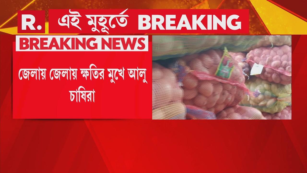 ক্ষতির মুখে আলুচাষিরা। বস্তা প্রতি ১৮০-২০০ টাকা কম পাচ্ছেন কৃষকরা