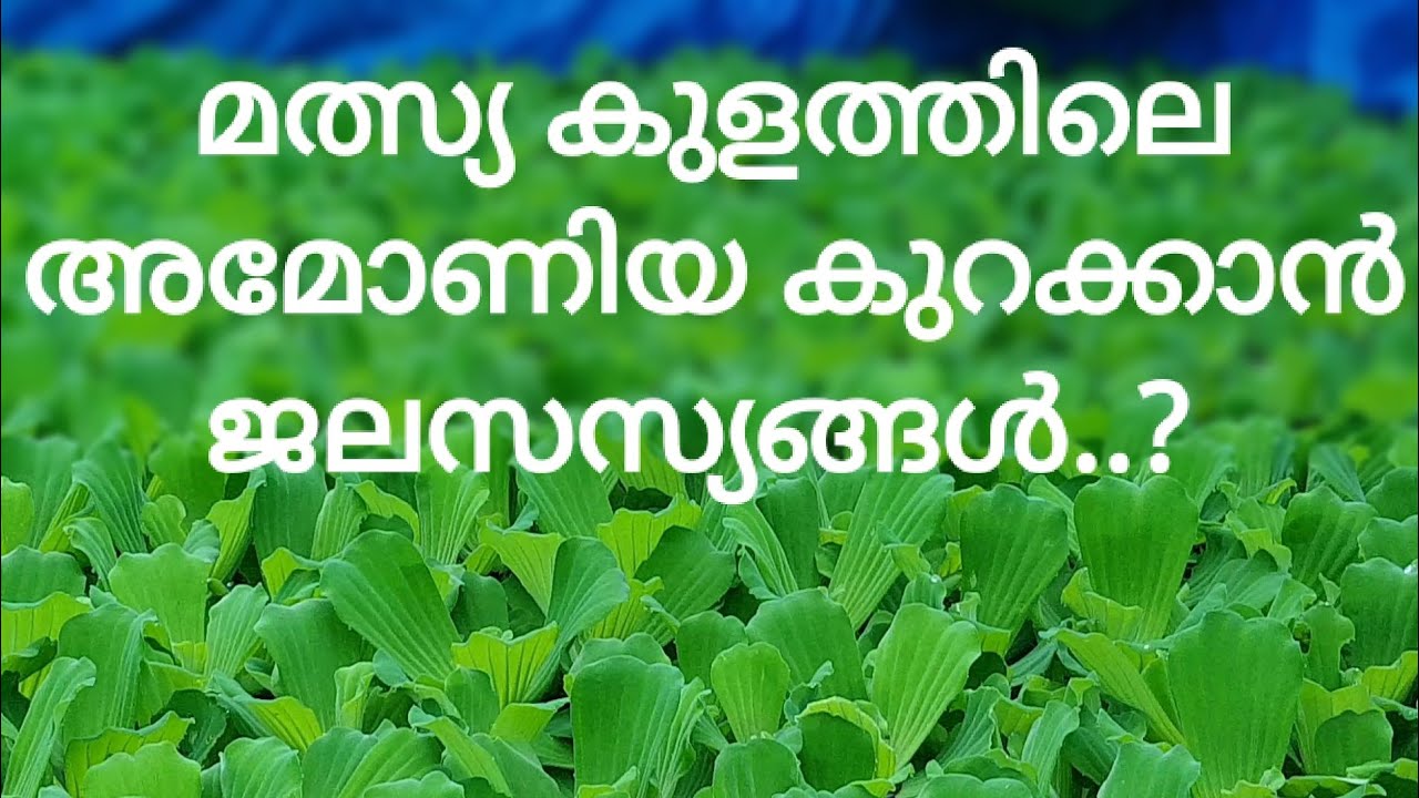 വെള്ളം ശുദ്ധീകരിക്കുന്ന ജലസസ്യങ്ങൾ.....?