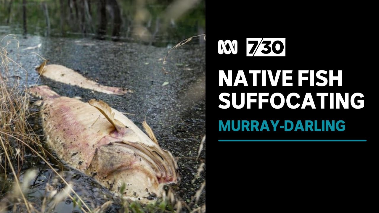 Native fish suffocating as parts of Murray-Darling Basin turn toxic from floodwaters | 7.30
