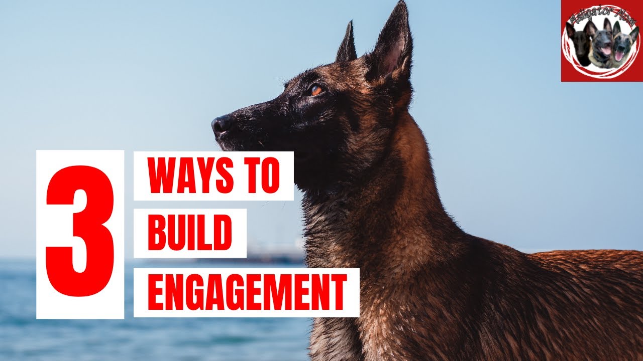 How to get your dog to focus