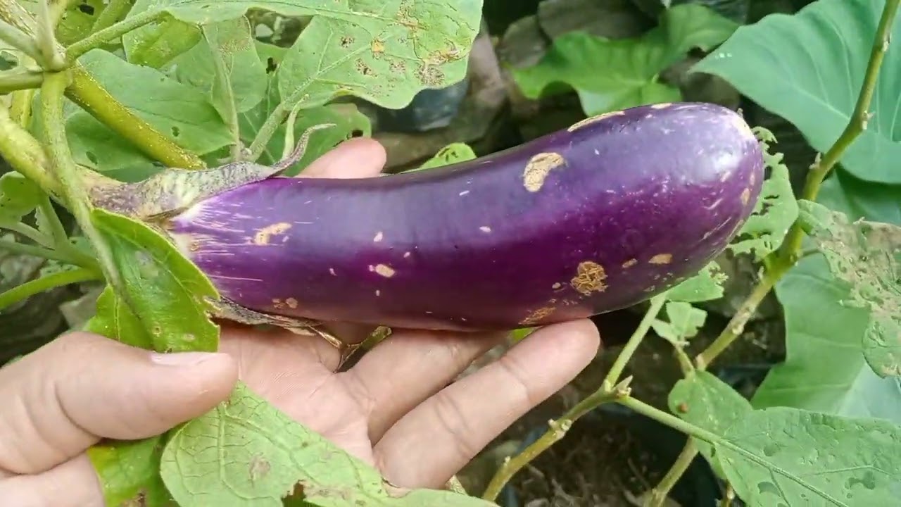 berkebun di perkarangan rumah!! tanam cabe dalam polibag