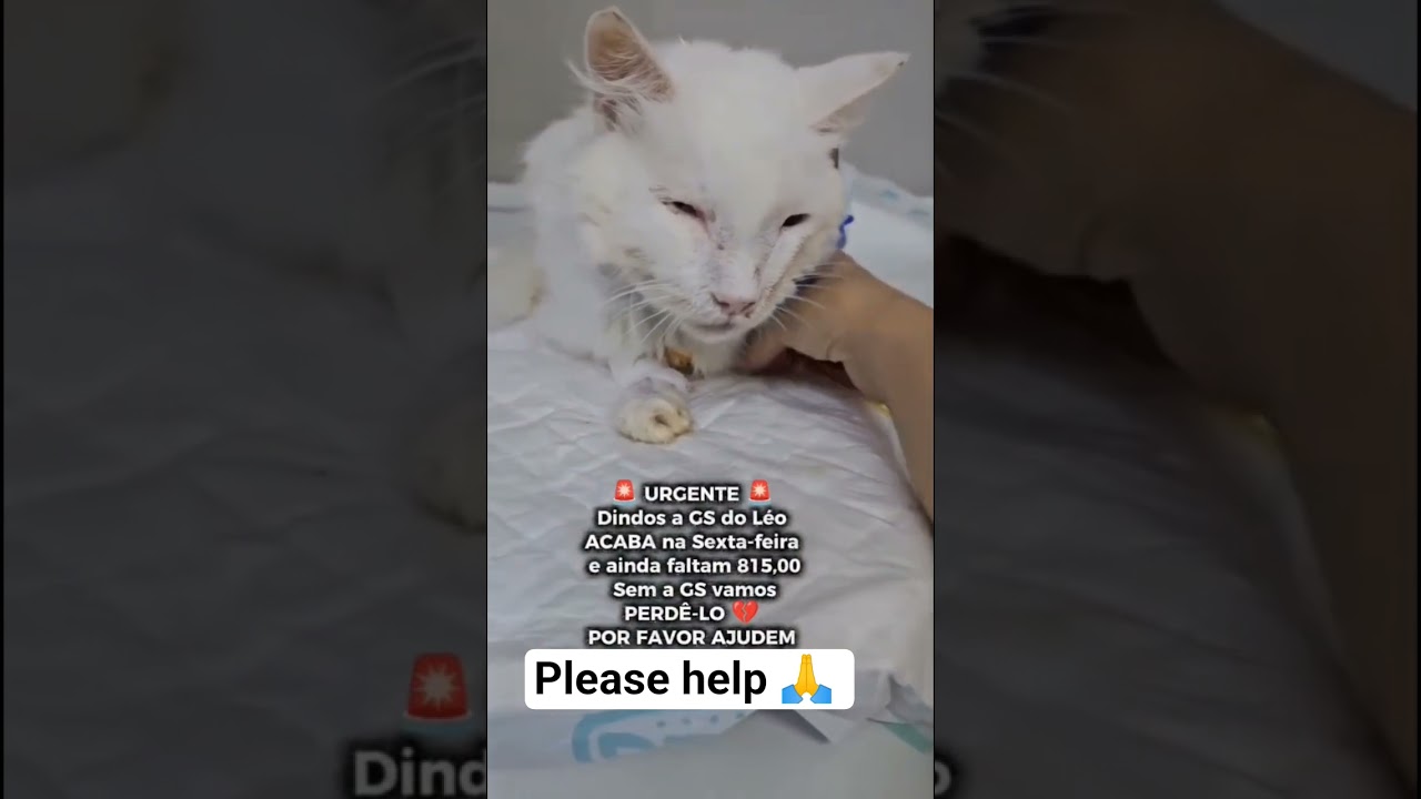 #helpmemakethismakesense #lifeisbutadream #catbaby #kitten #cat #catbreed #cute #haveitoldyo
