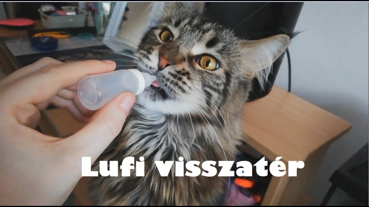 Hogy van jelenleg Lufi ?😼😼 |Ül parancs | Cica oktatás |  [Maine Coon]