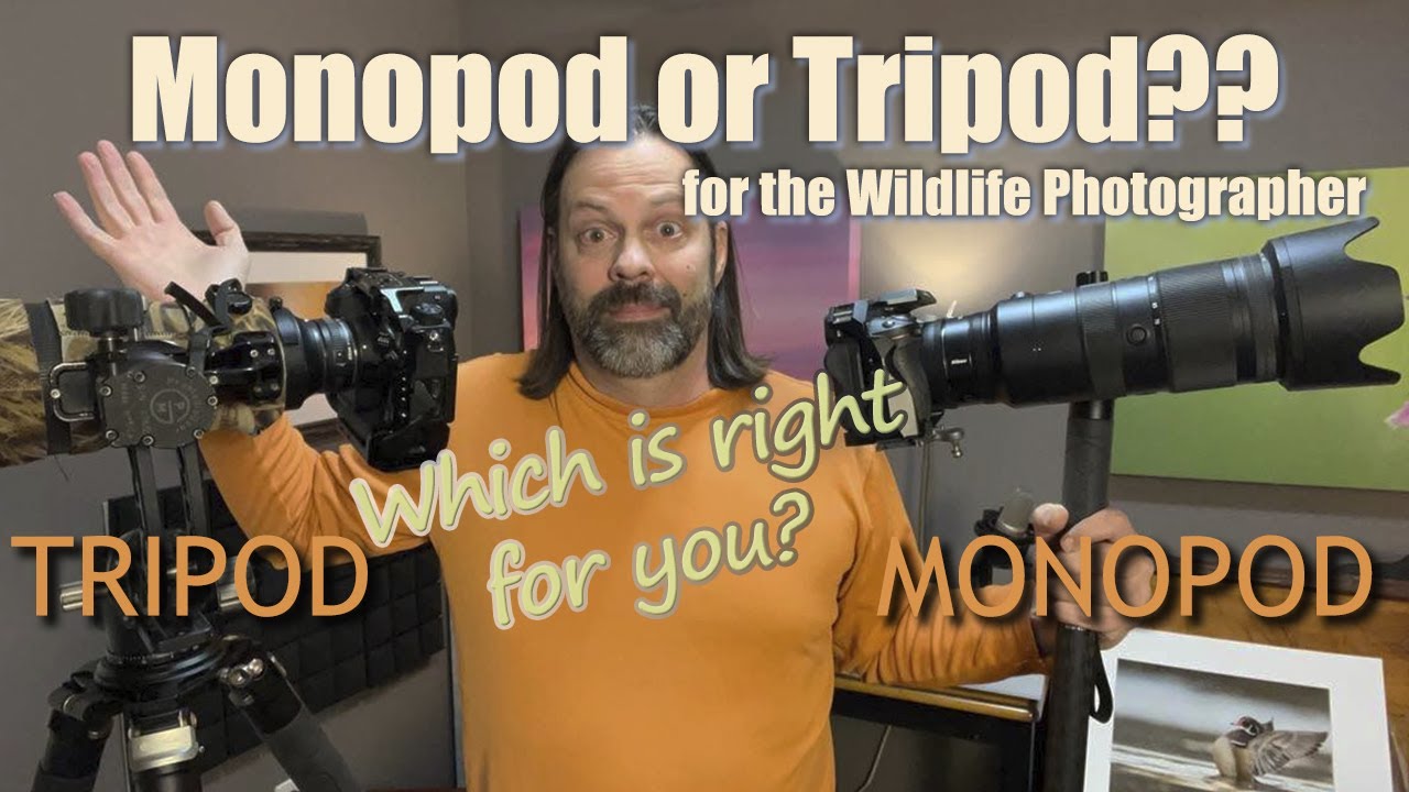 Tripod or Monopod, What To Use for Wildlife and Bird Photography