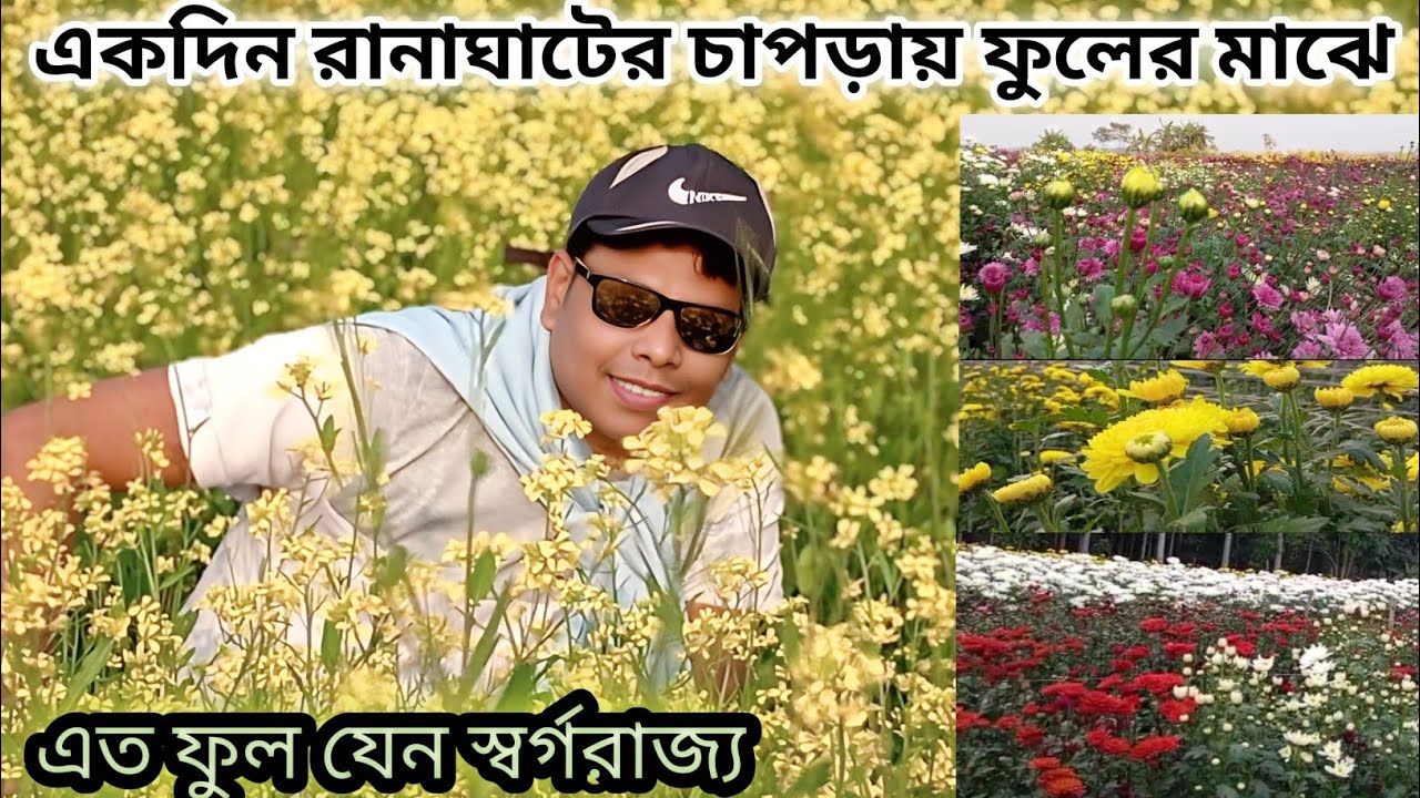 রানাঘাটের চাপড়া যেন ফুলের দেশ। Fuler Deshe ghurte giye akdin। Flower Kingdom at Chapra Ranaghat 