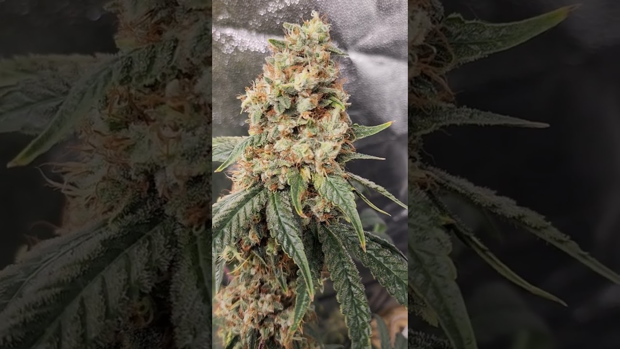 Skywalker OG 🪴