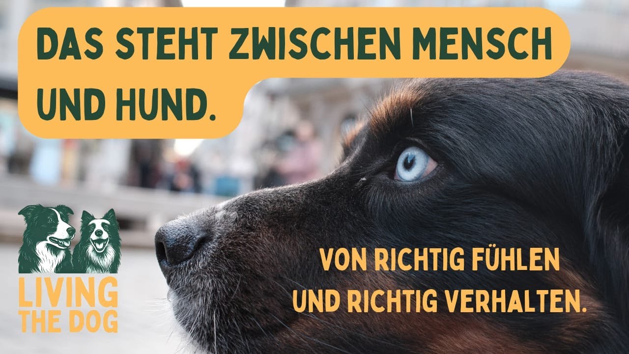 Warum sich Mensch und Hund nicht verstehen- Verwirrte Emotionen, falsches Verhalten und jagen.