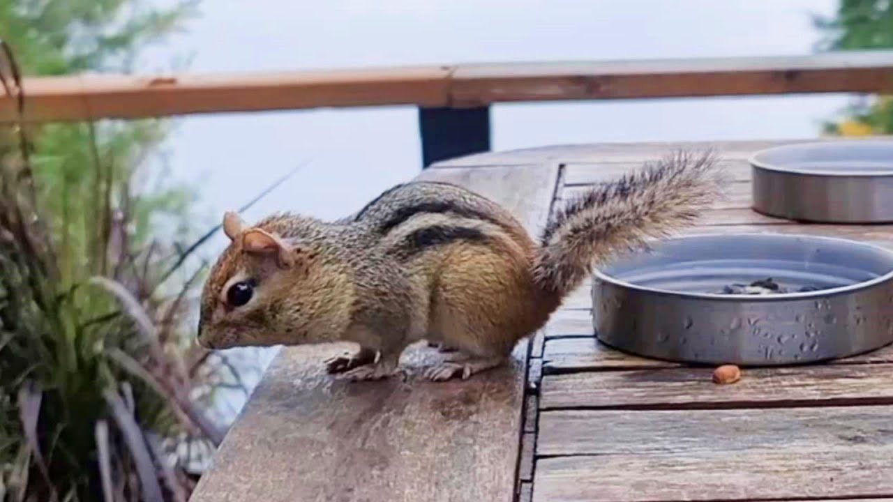 다람쥐가 엉덩이를 흔드는 이유는? Why Do Chipmunks Shake Their Bums?
