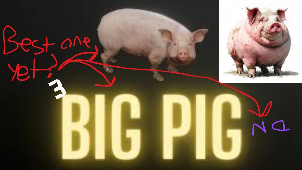 BIG PIG | 3rd video