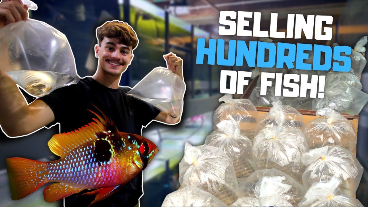 Selling HUNDREDS of Fish! What It's Like Running a Fish Breeding Business! Day in the Fish Room #33