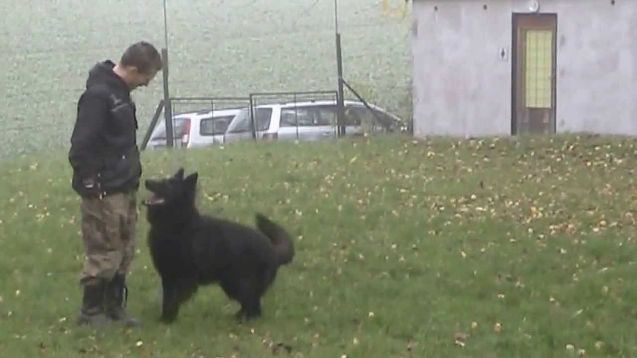 Ytar z Klemova dvora  Falco ) nacvik poslušnost