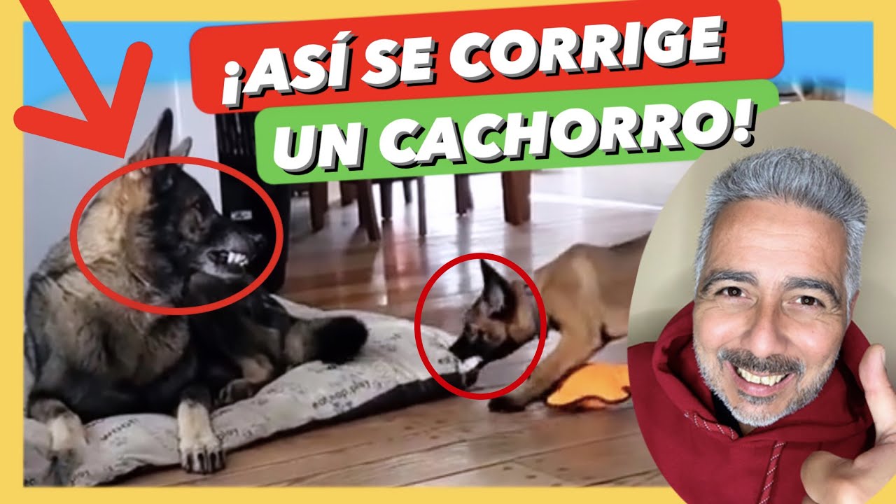 ¡La MEJOR manera de CORREGIR a tu CACHORRO! ✅ | Así lo CORRIGE su MADRE 😱