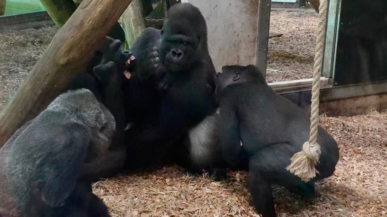 Protective Nala Steps In Mosi Challenges Silverback Lomako