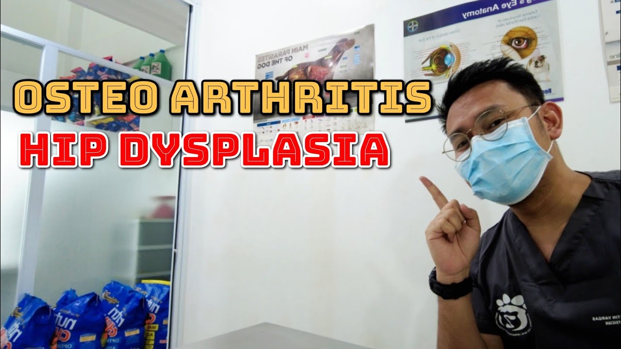 OSTEOARTHRITIS + HIP DYSPLASIA 🦴 in dogs