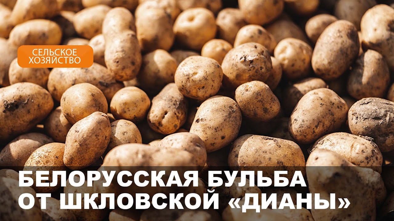 Более 50 тысяч тонн картофеля вырастило шкловское фермерское хозяйство «Диана»