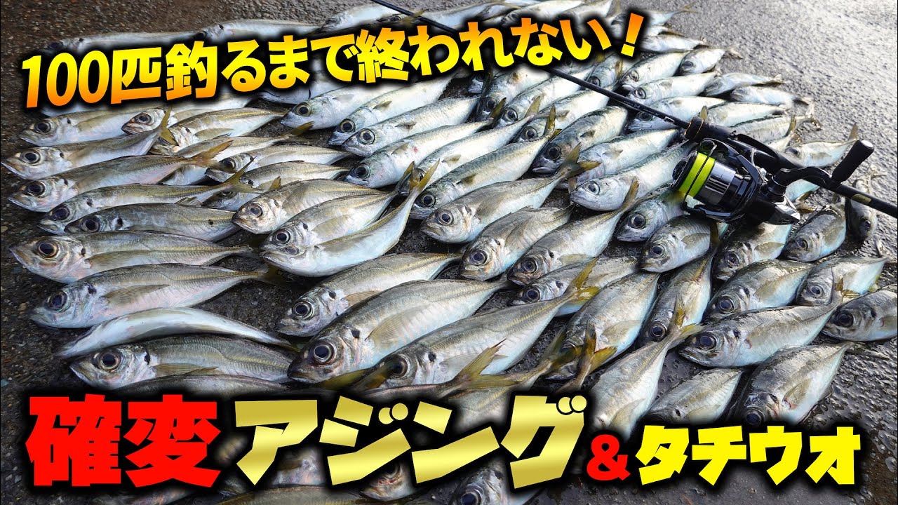 【連発】100匹釣るまで終われない！入れ喰いアジング＆堤防のテンヤタチウオ