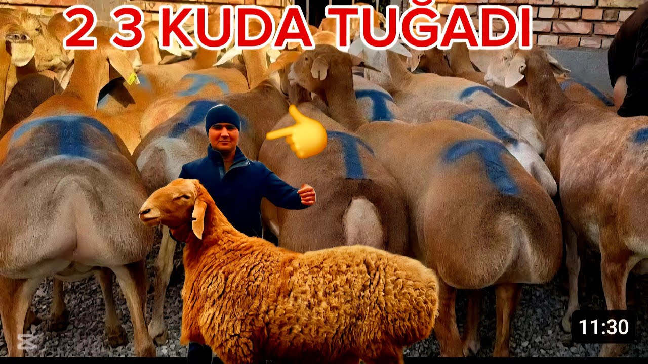 500MIG 400MIG ARZON ARASHAN 2 3 KUDA TUĞADIGAN BŎĞOZ SOVLIQ 90 YOYLI ZŎRLAR KELDI SHOSHILIG
