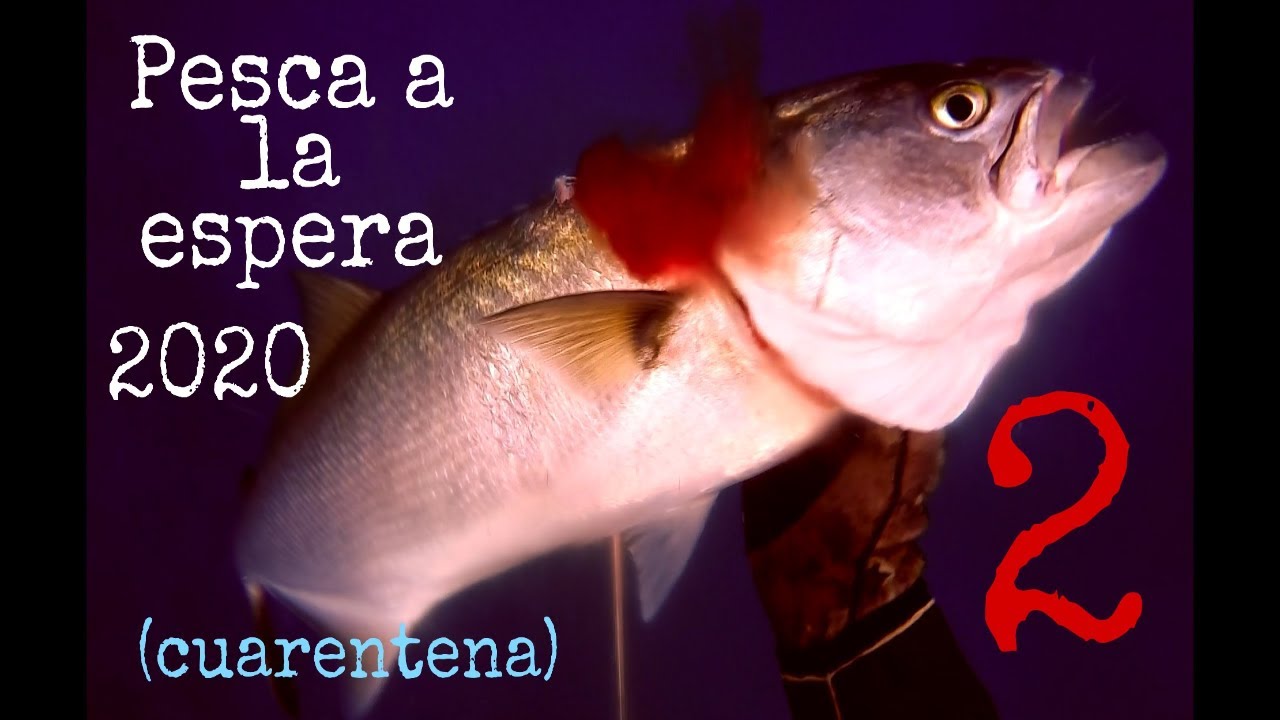 PESCA a la espera🐟🔱 002 🔱🐟SPEARFISHING GRUPER1007