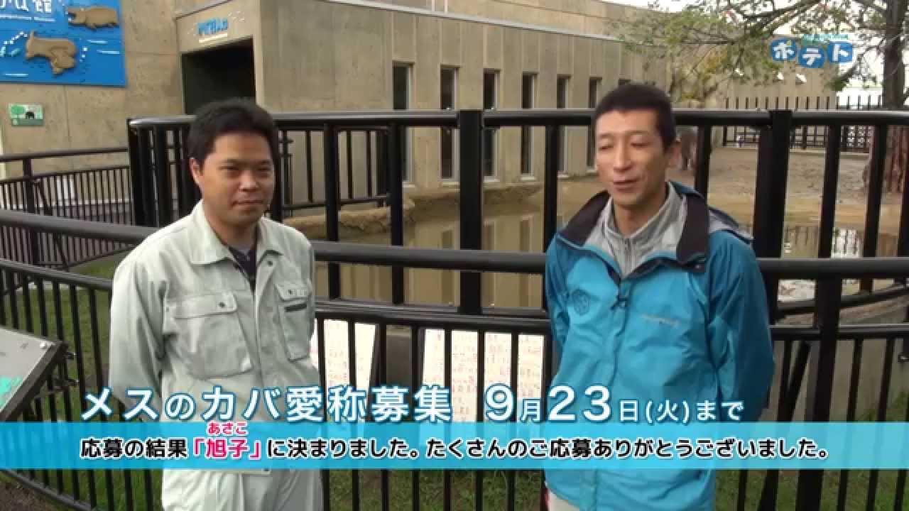 旭山動物園情報「カバの旭子を紹介します」(2014年9月20日放送)