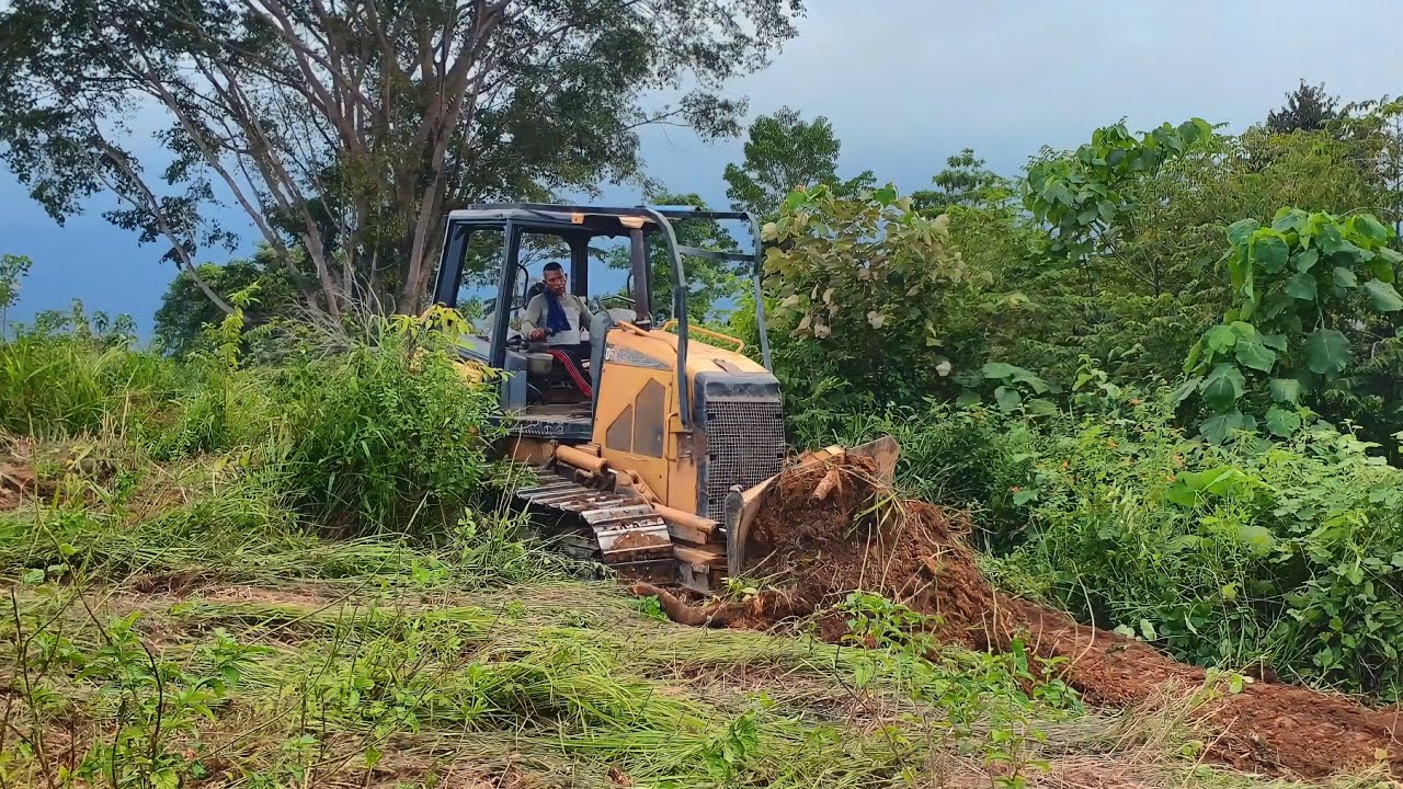 Excellent Work of CAT D5K XL Bulldozer to Create Plantation Terraces for Oil Palm Planting