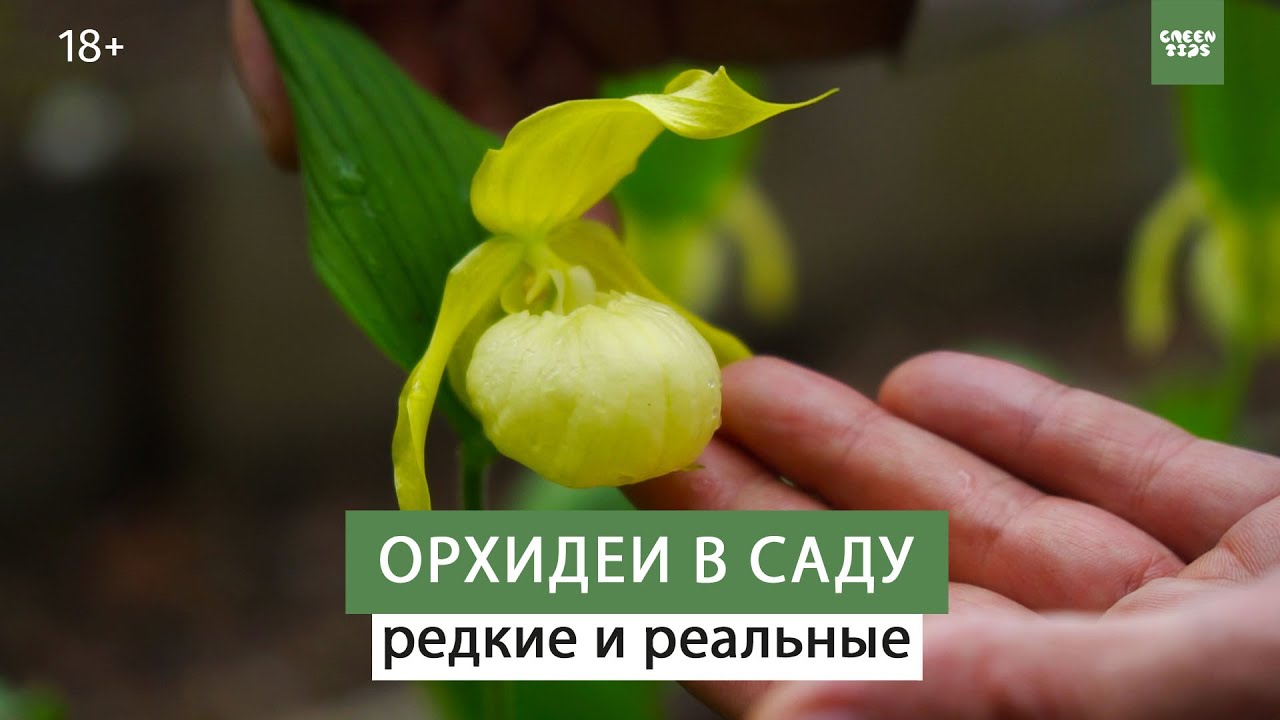 Сказочно красивые цветы. Орхидеи в саду