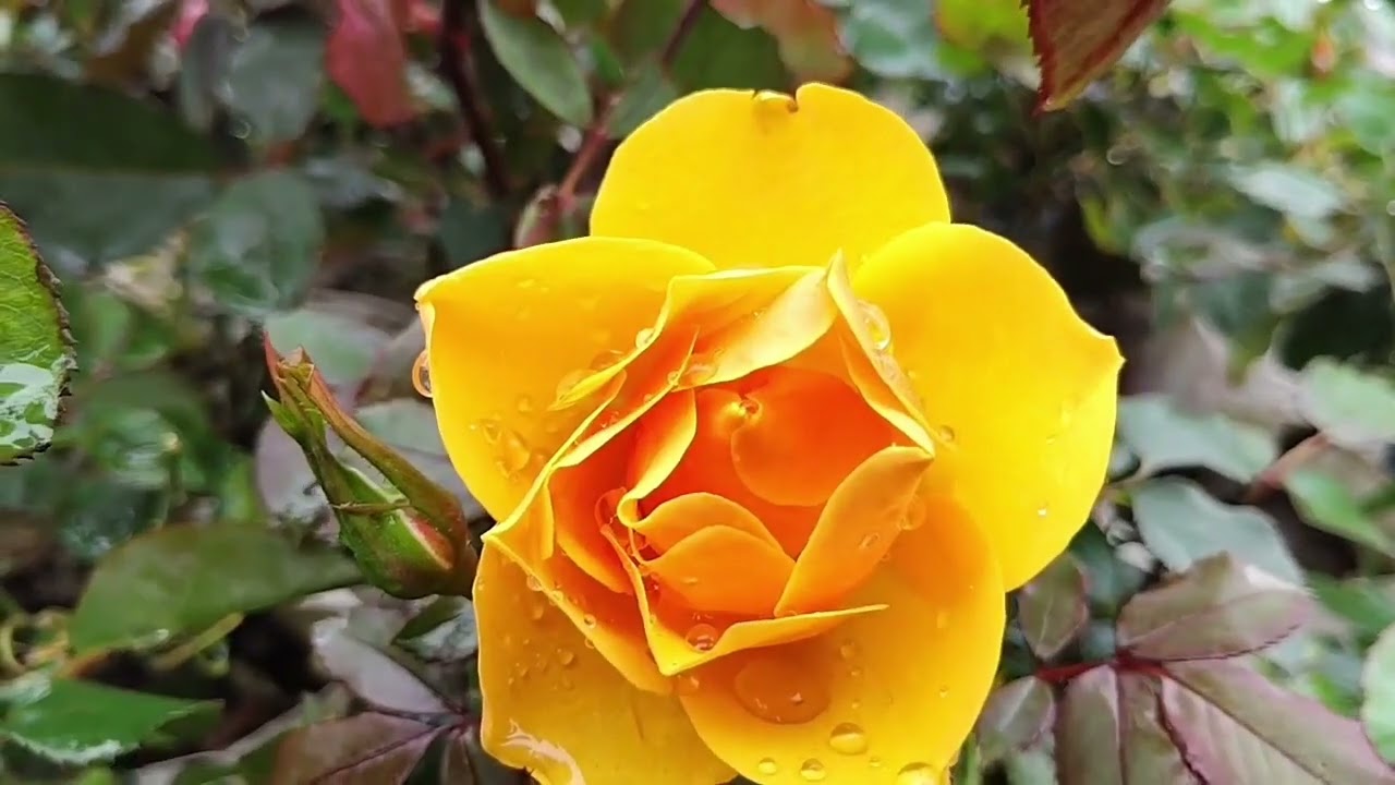 Surendra Nursery ( सुरेन्द्र नर्सरी )Visit सर्दियों फूल के पौधे नर्सरी Nursery Flower Plant Winter 