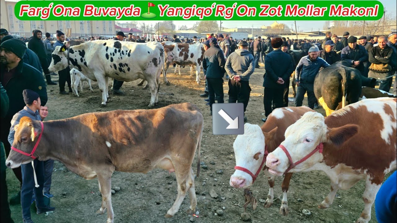 Yangiqoʻrgʻon ⛳️ Bugʻoz VA Sigir Qatordan Sizlar Uchun 👍👍👍#dangalsavdo#zotmol #smental #gibrid #cow 