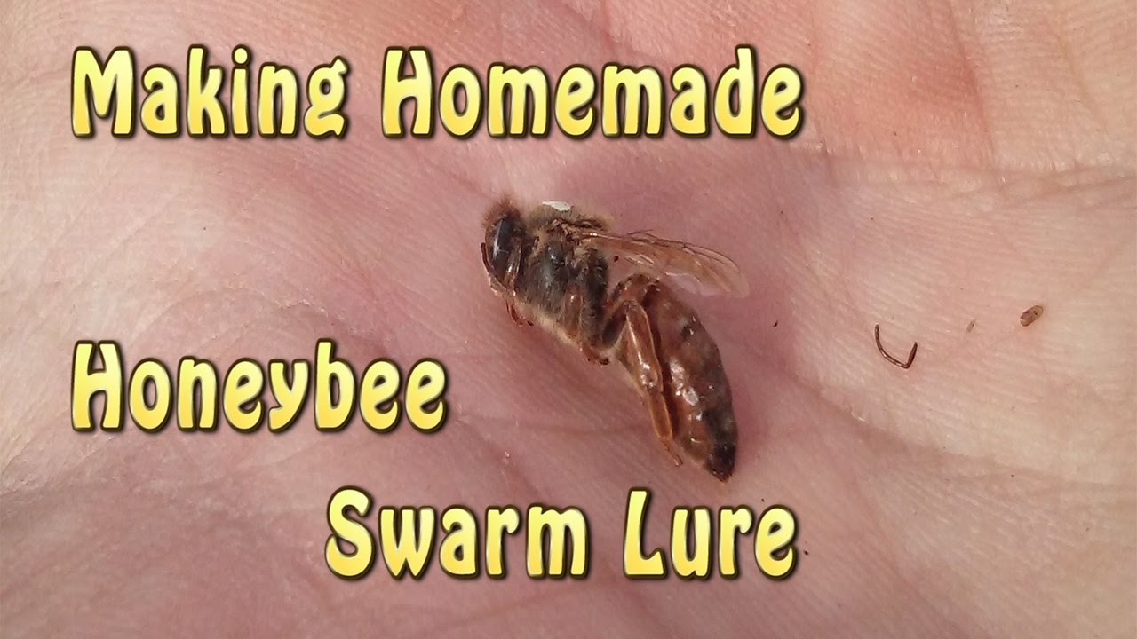 Homemade Honeybee Swarm Lure (Bee Bait)