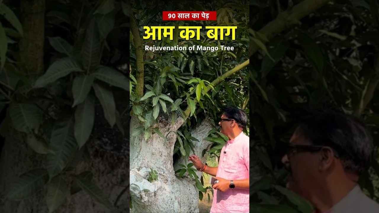 How to Rejuvenate Old MANGO Orchard || आम के पूराने पेड़ का नवीनीकरण