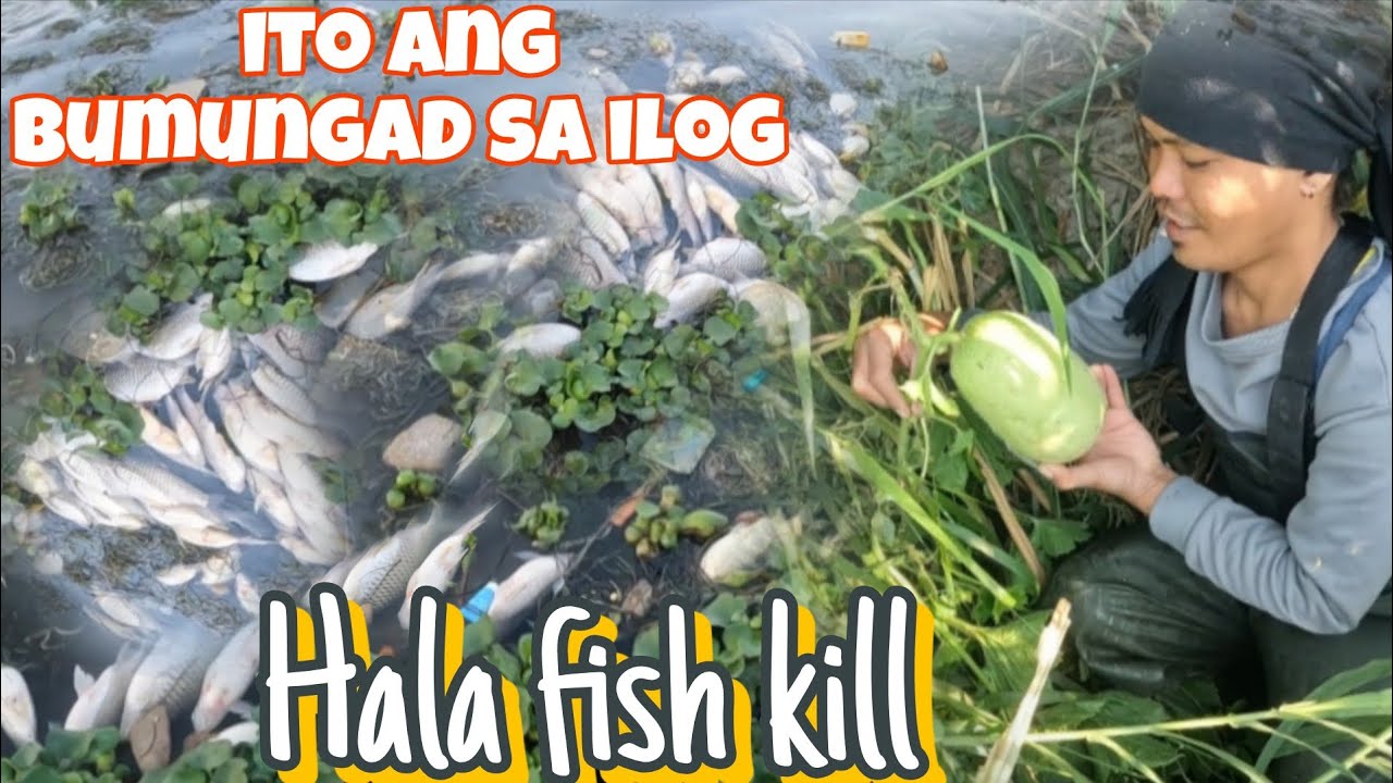 1 year ko iningatan. Mga P4t4y na mga isda Ang bumungad nag lutangan