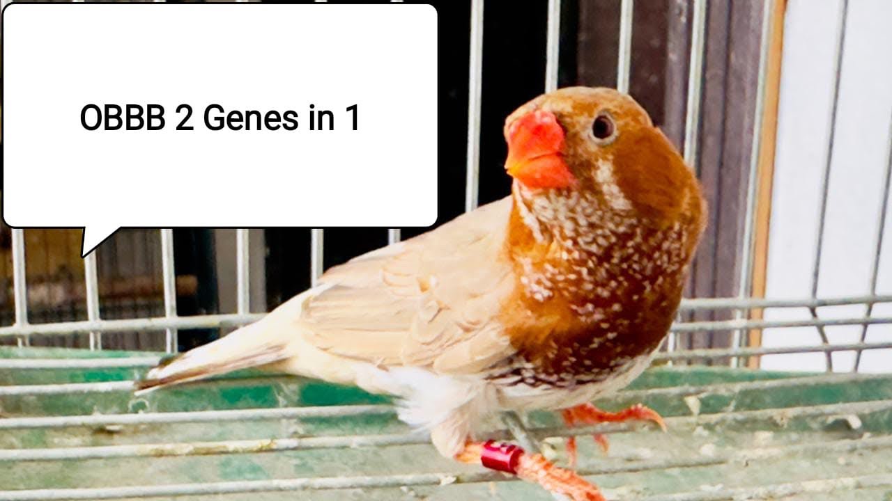 OBBB Two genes combined in one finch bird half orange zebra finch  mutation finches