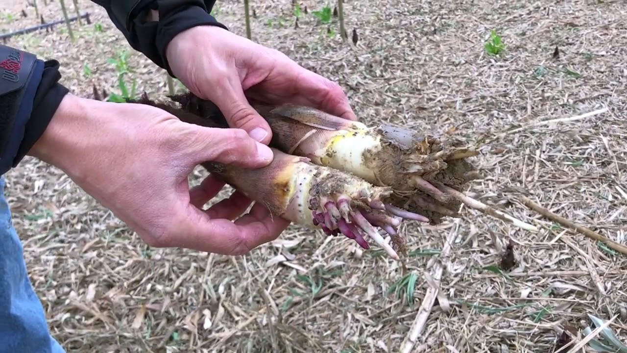 Estrattore di germogli di bambù...Onlymoso...