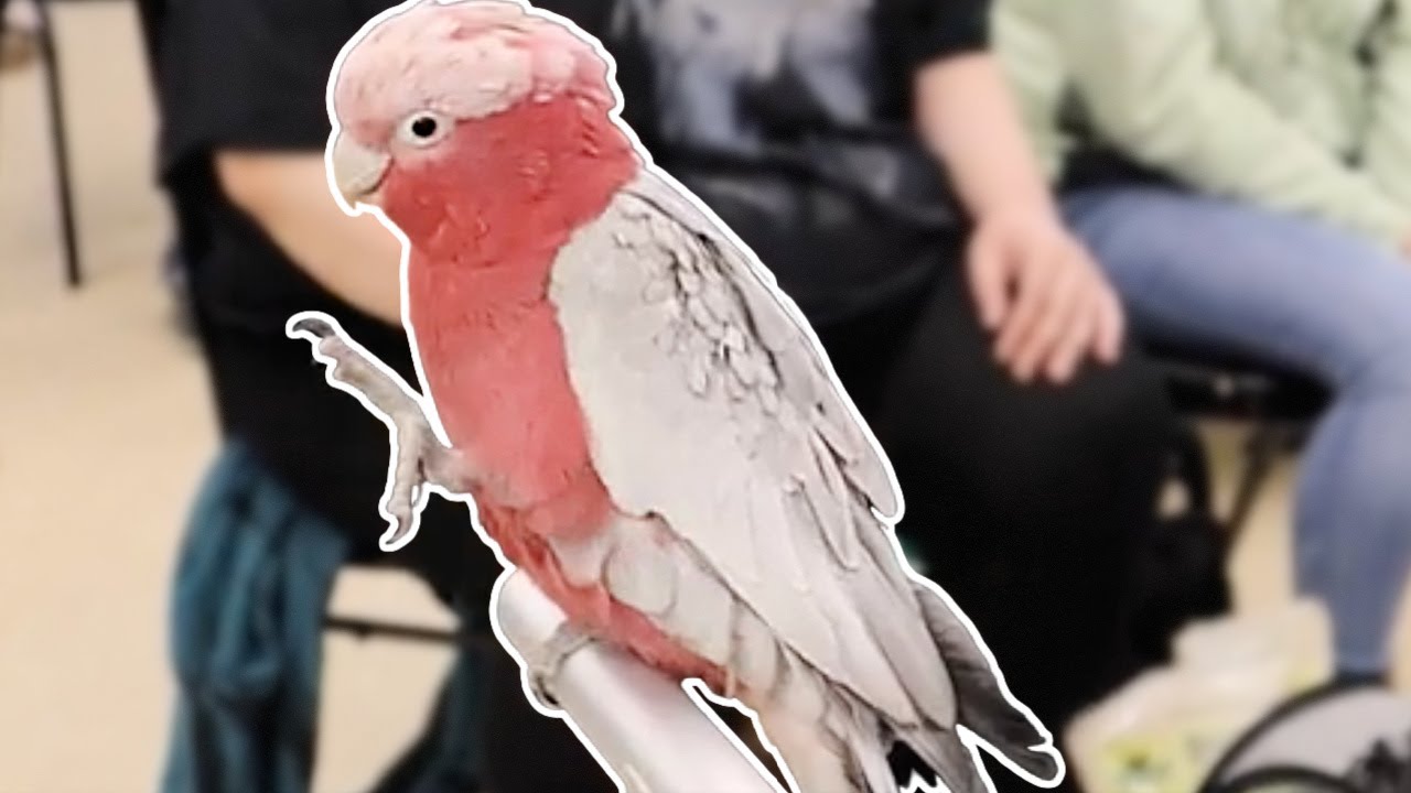 Will This Galah Be My Next Project Bird?!