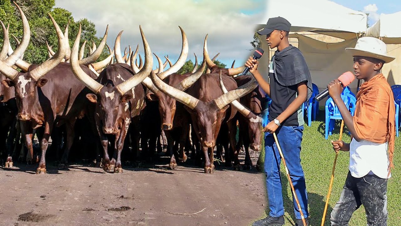 #Okugamba_Ente ... @Bahima Nation: Bukanga, Kazo, Kiruhura, Bwera, Kabura