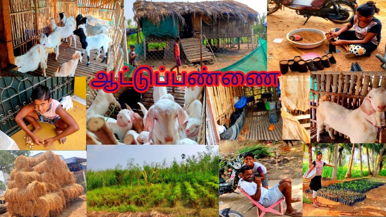 லாபம் தரும் பரன்மேல் ஆடு வளர்ப்பு🤑நீண்ட நாள் கனவு நிறைவேறுமா🙄ᴩʀᴏꜰᴇᴛᴀʙʟᴇ ᴛᴇʟʟɪᴄᴇʀʀy ɢᴏᴀᴛ ꜰᴀʀᴍ🐐