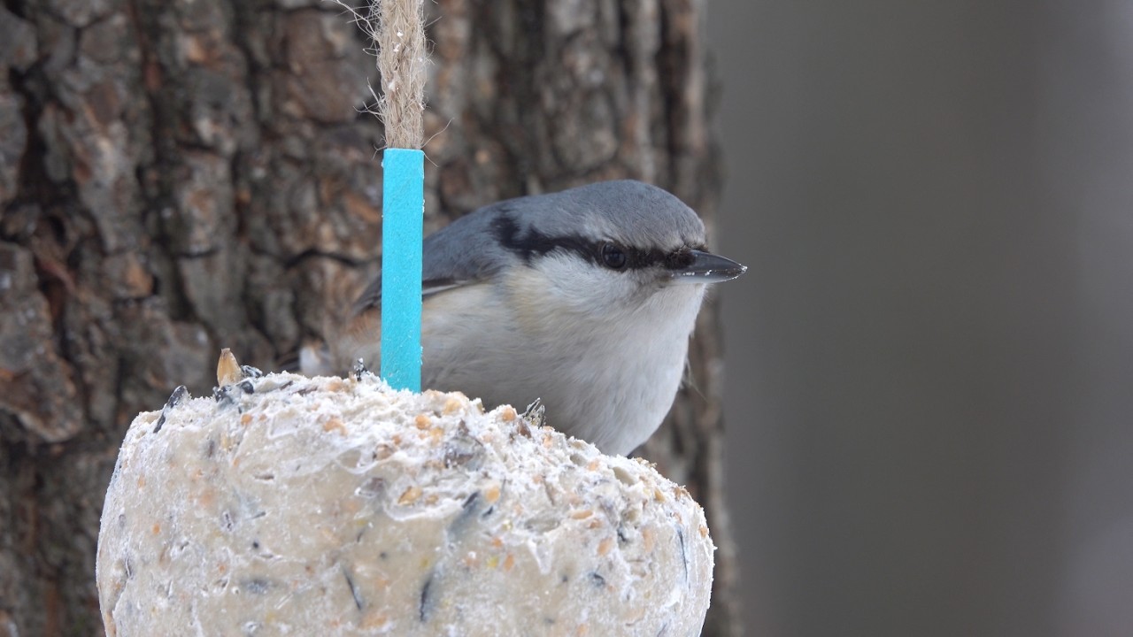 Немного о птичках / A little bit about birds