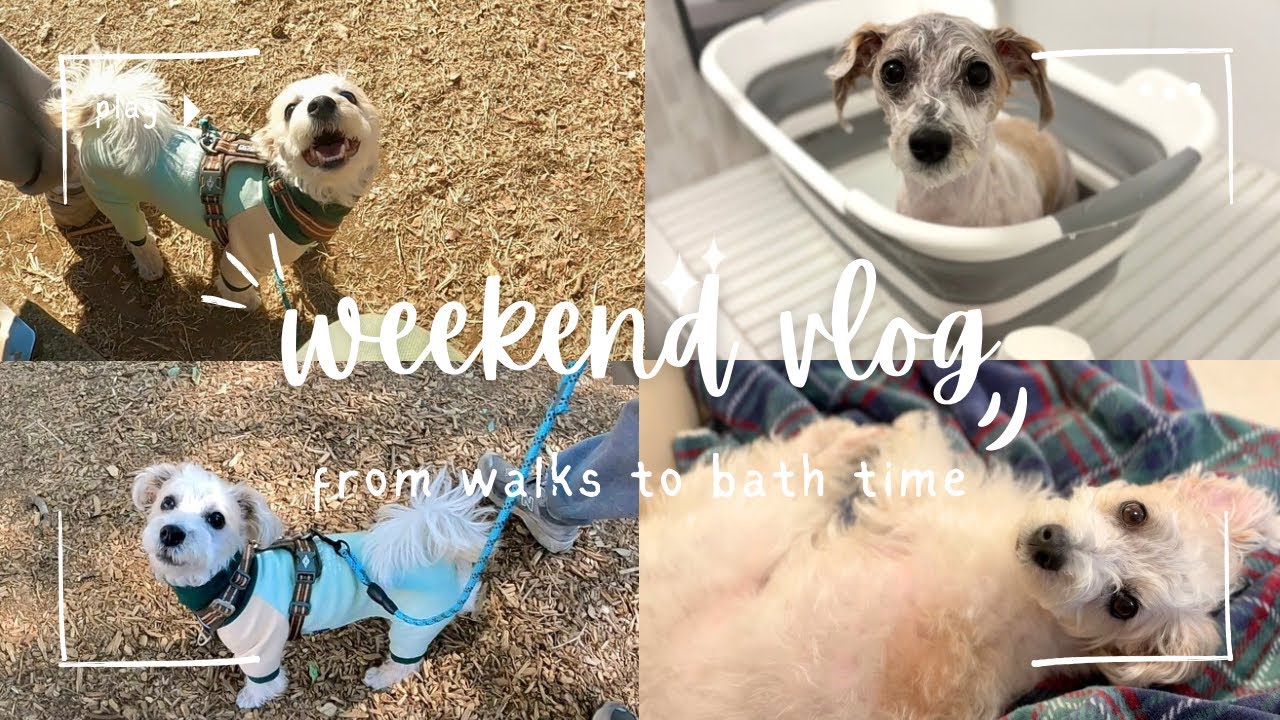 【週末vlog】公園ロング散歩とお風呂の日🐶🫧