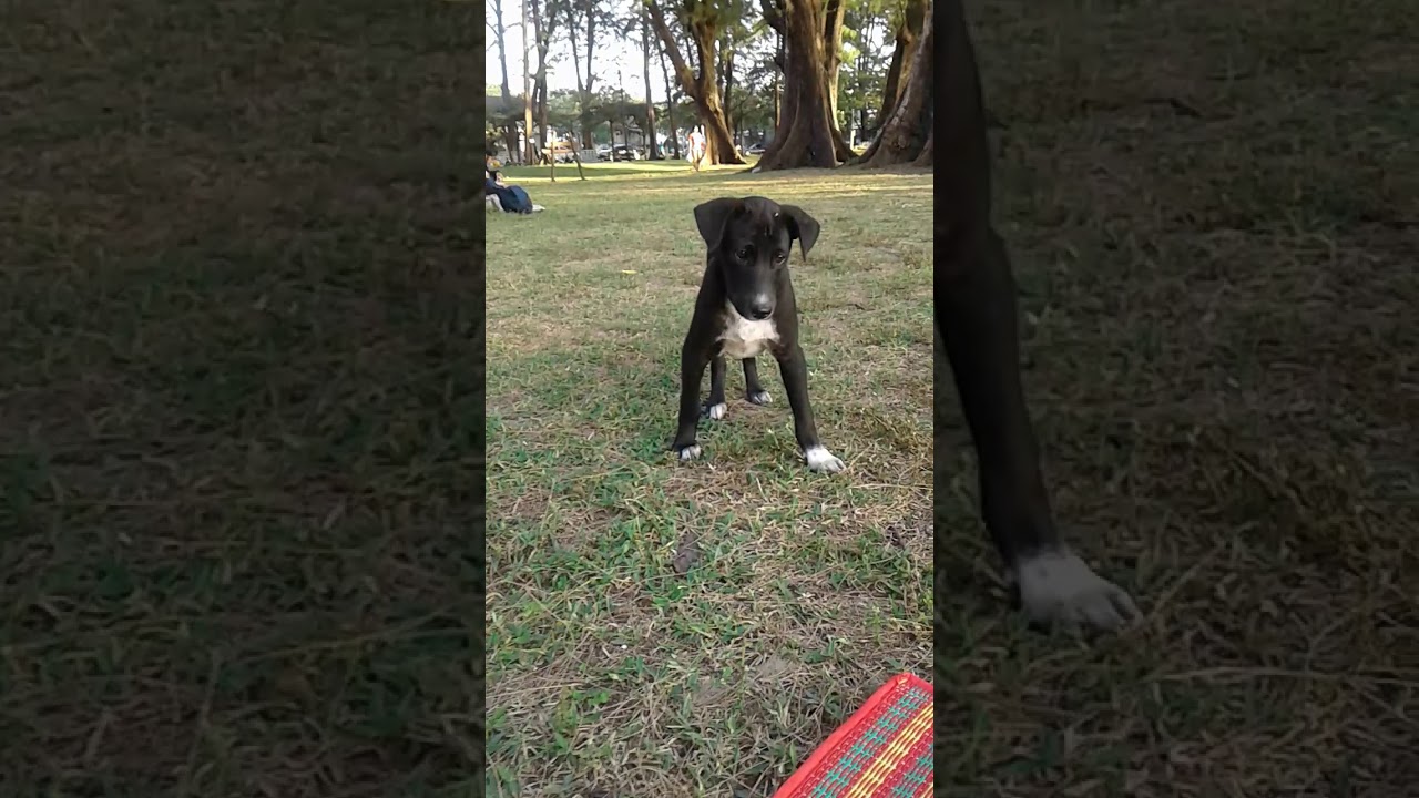 Street dog steals my food - Sirinat Nationalpark Naiyang Beach Phuket