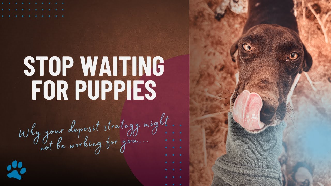 When is the Best Time to Take a Puppy Deposit?