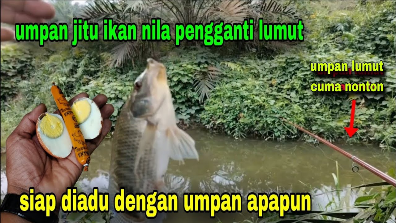 Edyan.. resep dari subscriber ini bikin tetangga nangis || umpan jitu nila #107