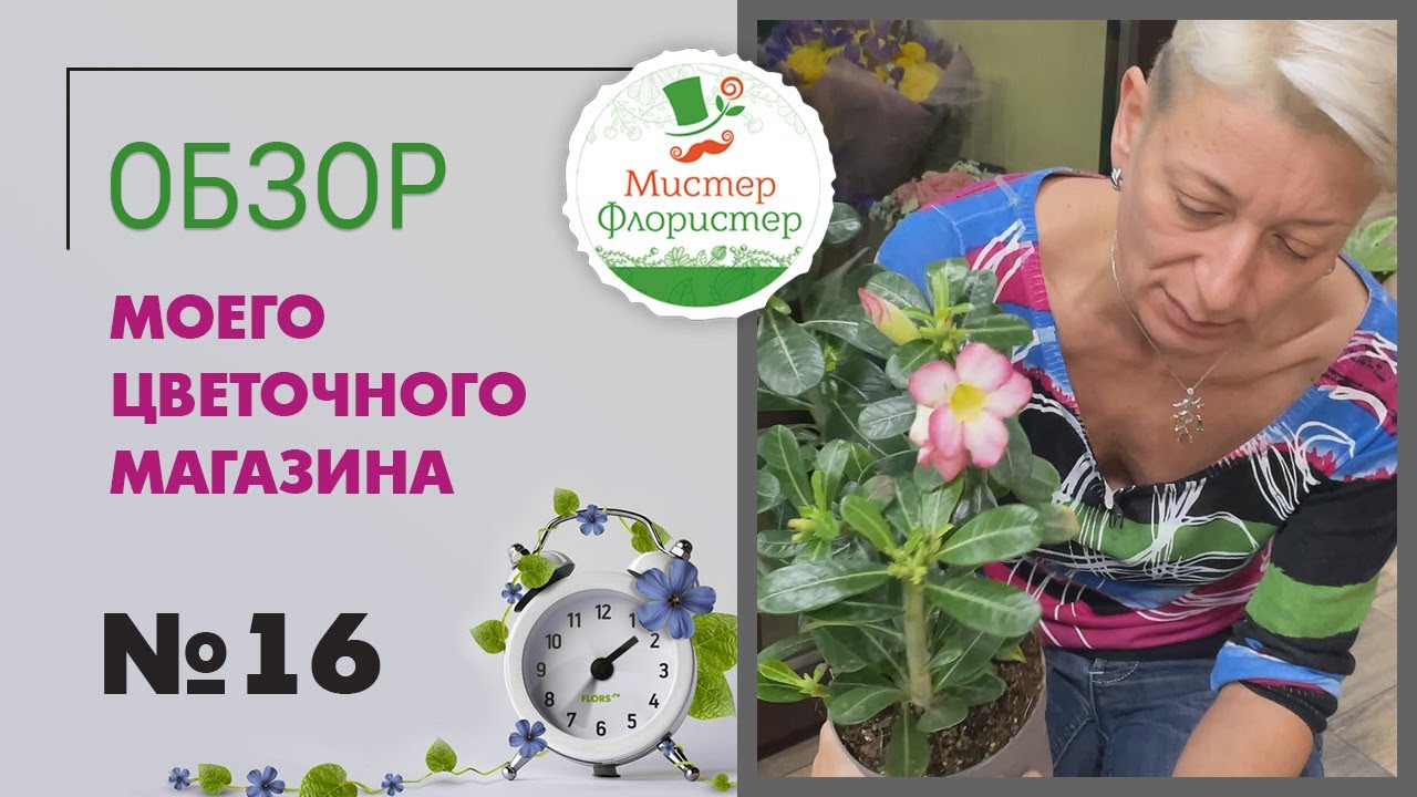#16 Обзор поставки комнатных растений. Комнатные растения на любой вкус