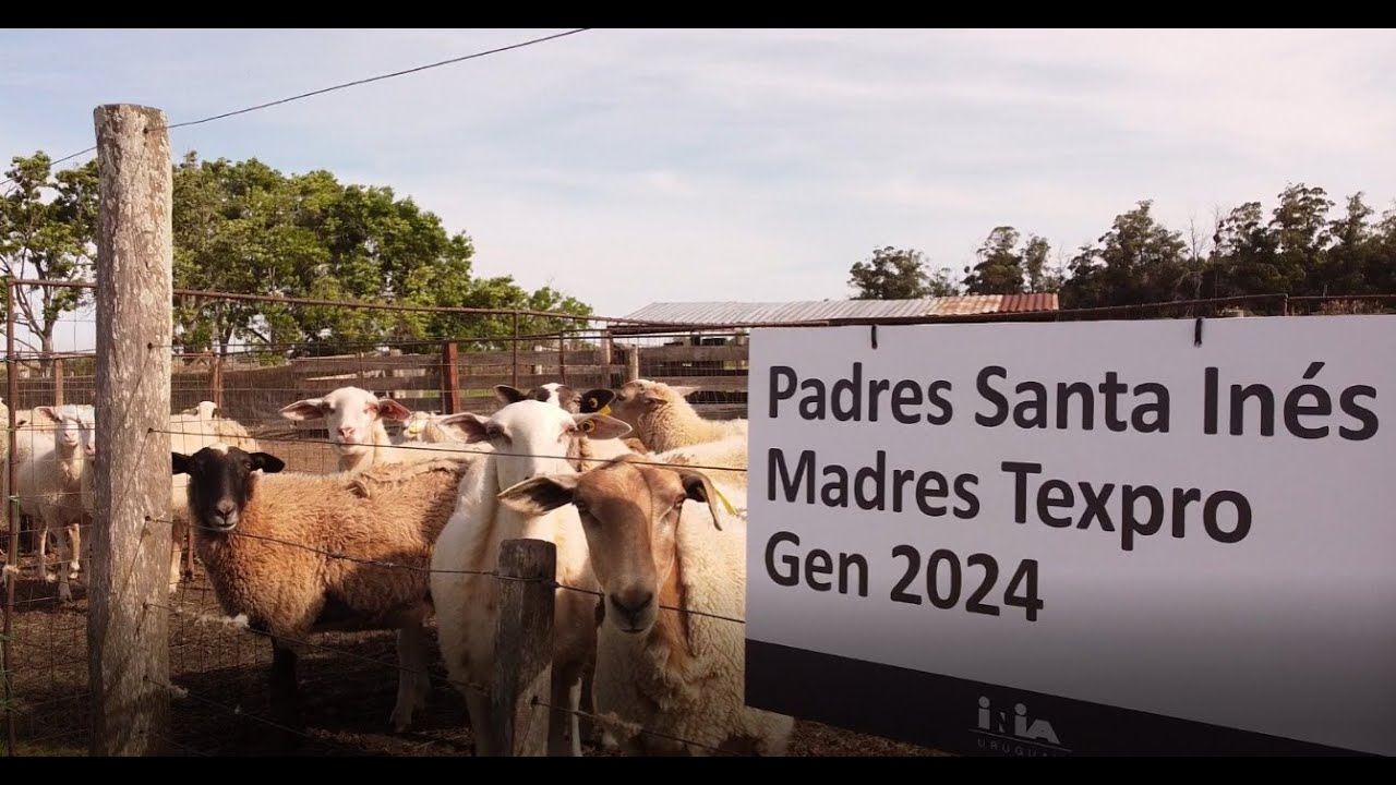 Jornada de Ovinos 2025 de INIA La Estanzuela