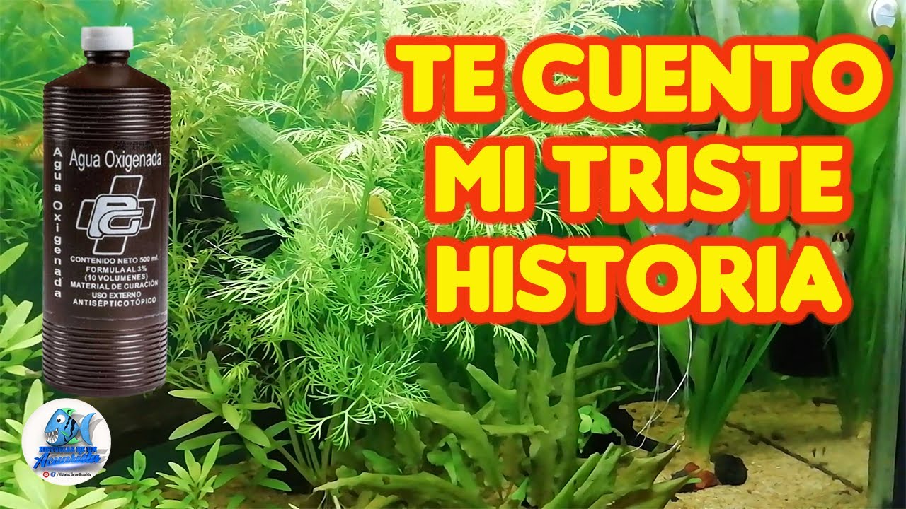 Use Agua Oxigenada en mi acuario y esto fue lo que pasó