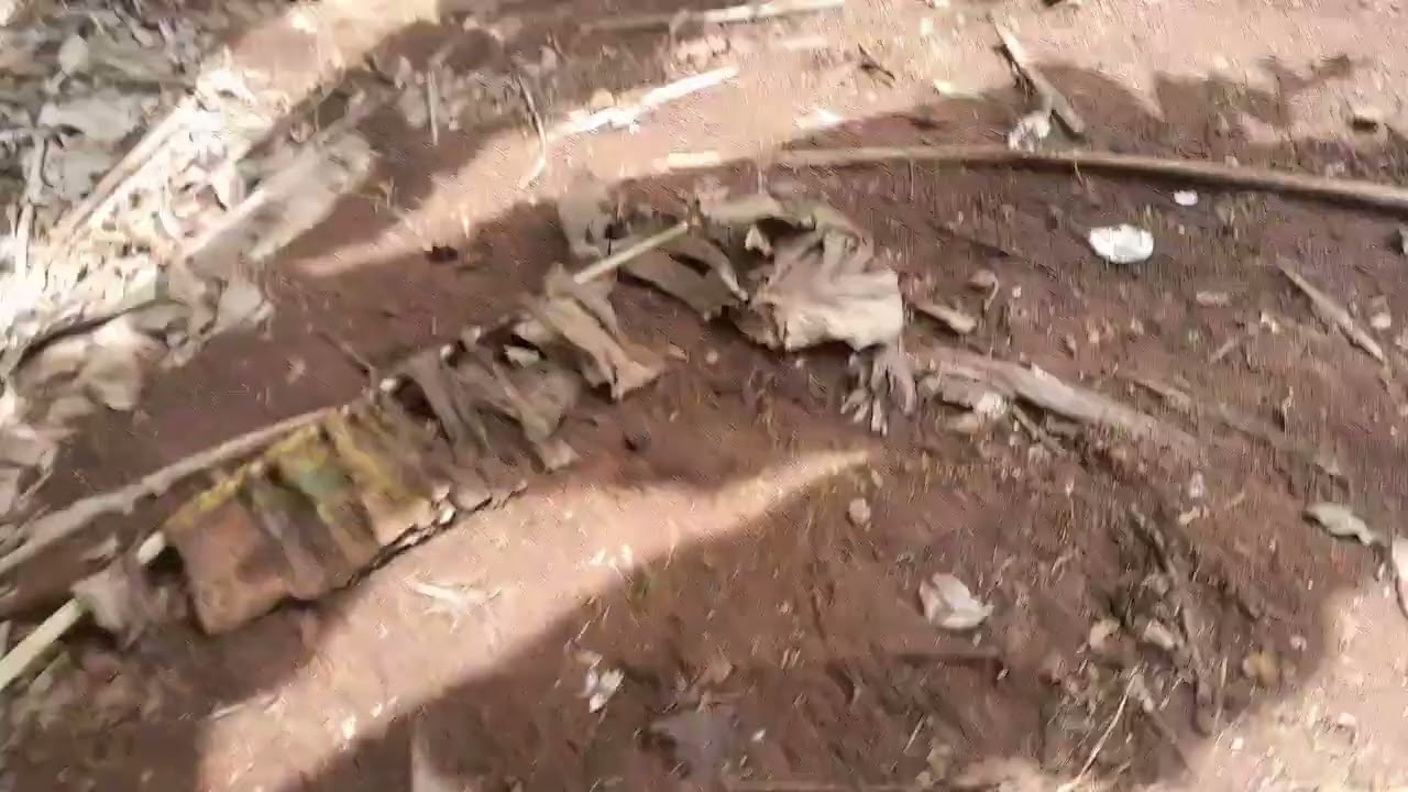 Cortando cana para os porco