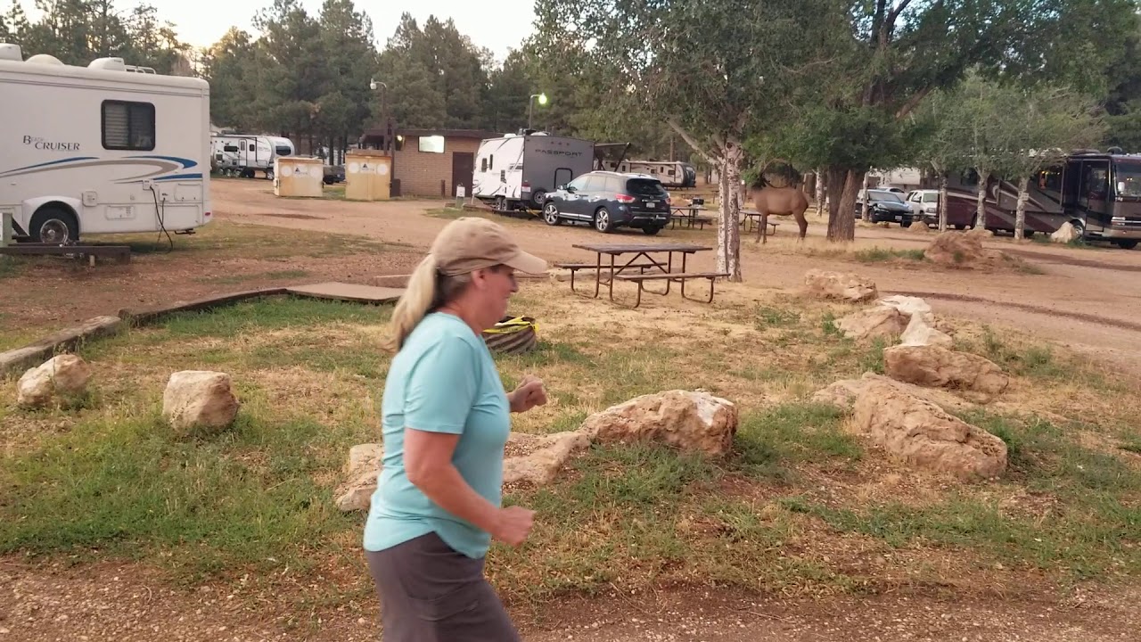 Elk at Grand Canyon Camper Village